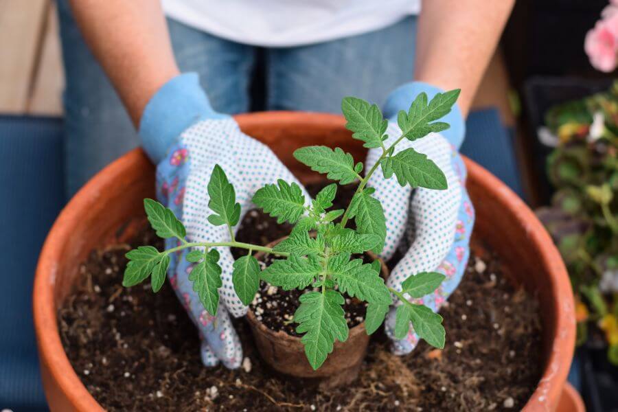 planting tomoato plant