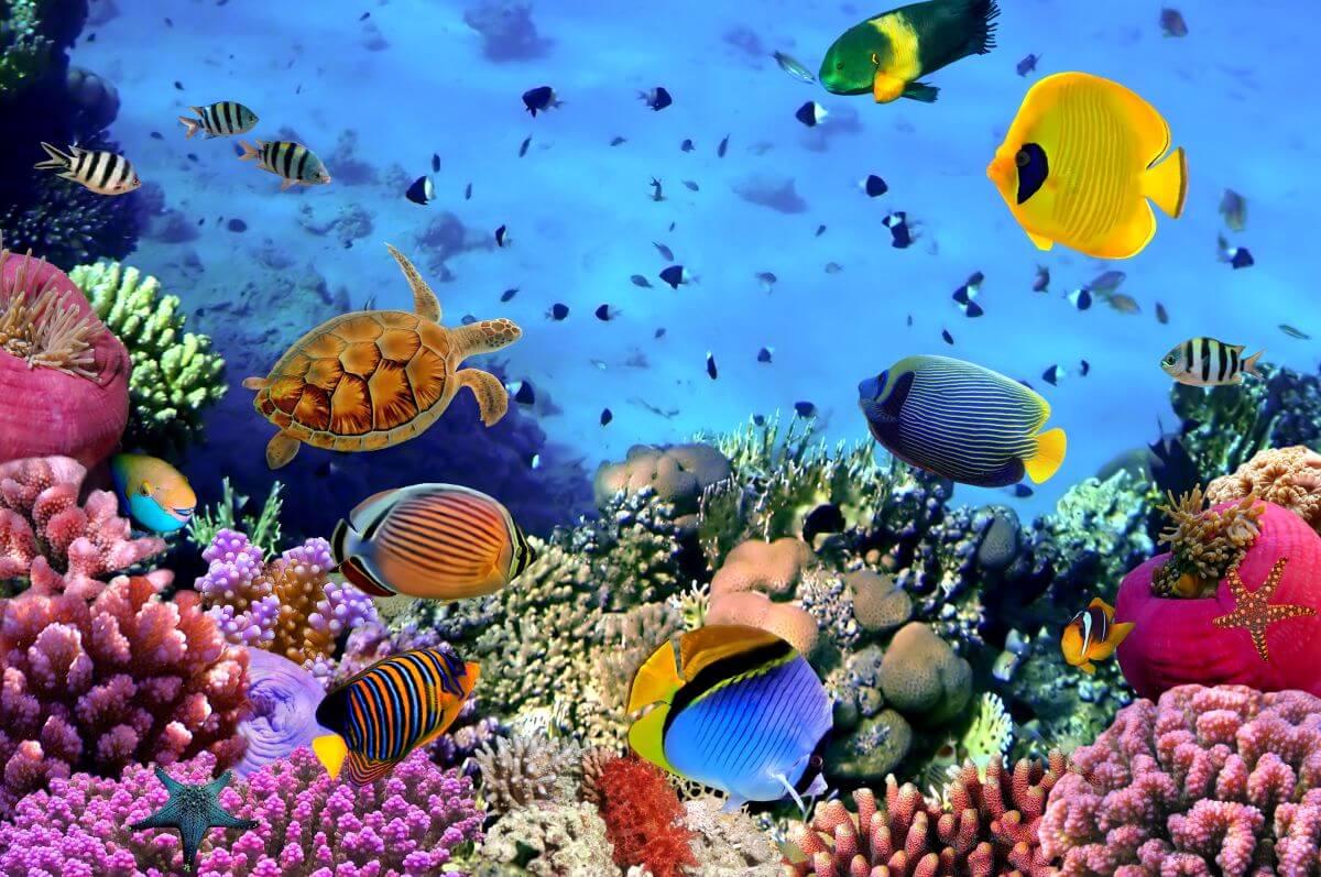 tropical fish on reef